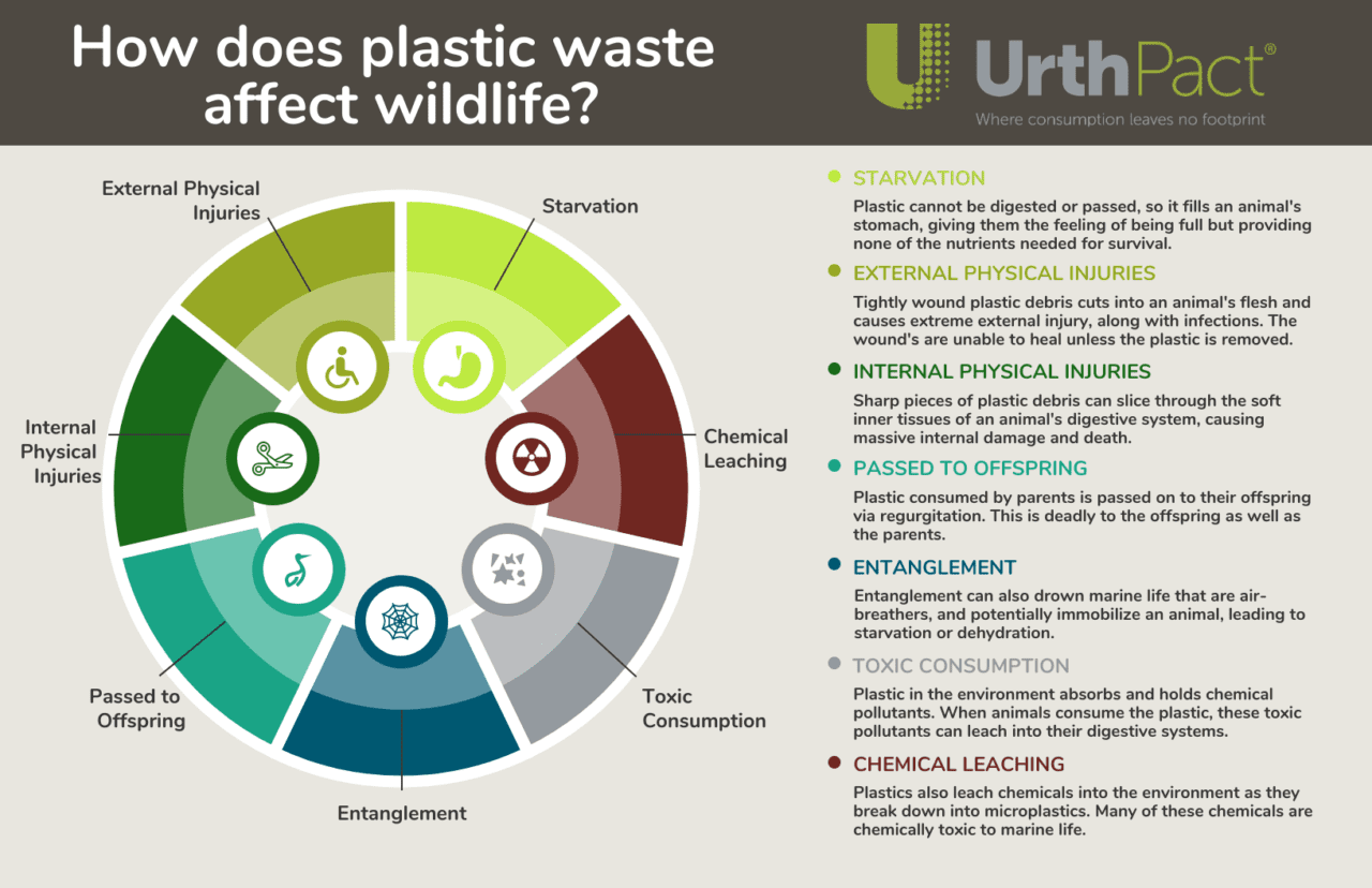 Physical & Chemical Effects of Plastic Pollution