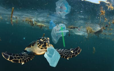 Why Marine Biodegradable Straws Are So Important