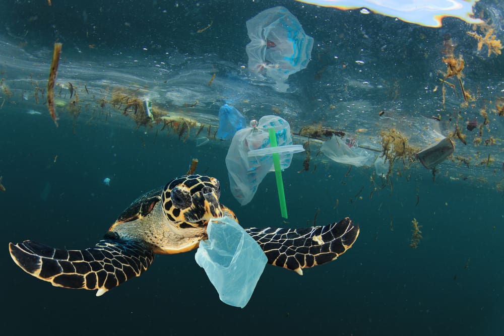 Non-marine-biodegradable straws and plastics harming the ocean and its creatures